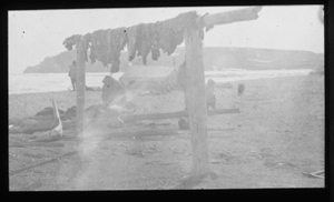 Image of Meat drying rack at Rodgers Harbor, Wrangell Island